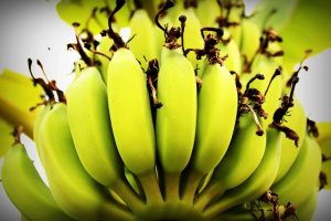 несорванные бананы, влияние на давление 