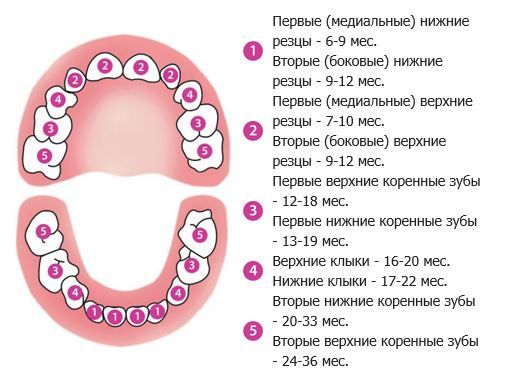 Как режутся зубы у детей фото таблица