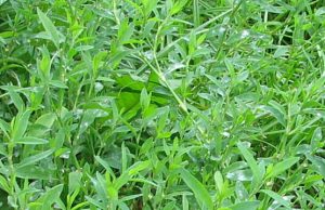 зеленая трава-мурава