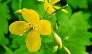желтый цветок бородавника, подтынника
