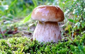 большой белый гриб в лесу
