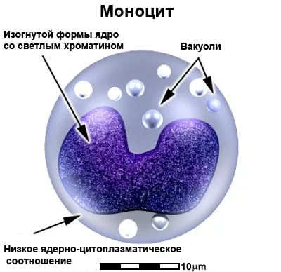Моноцит - строение