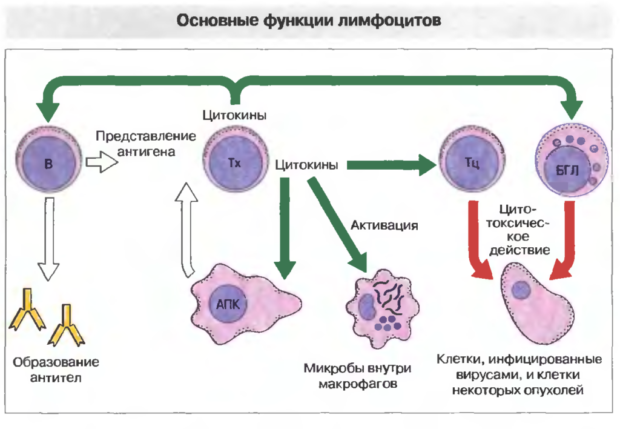 Функции лимфоцитов