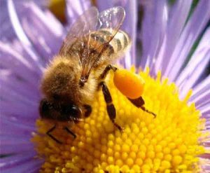 пчела собирает цветочную пыльцу 