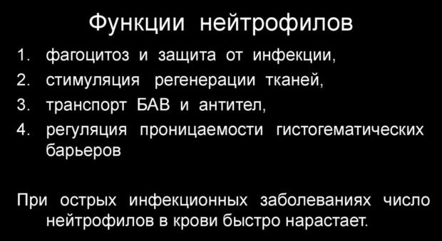 Причина повышения количества палочкоядерных нейтрофилов в крови