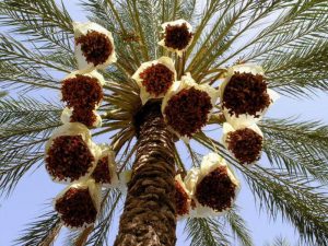 как созревают финики на пальме
