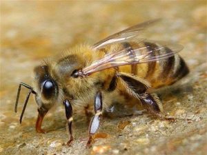 как выглядит медоносная пчела 