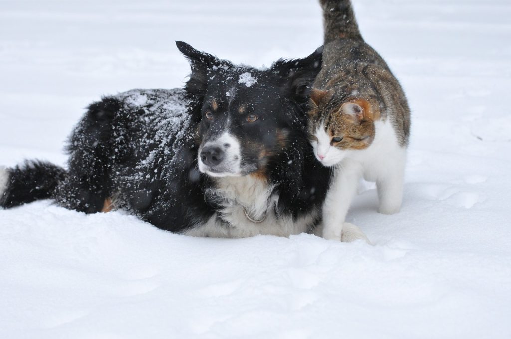 Кокосовое масло от блох у собак и кошек: профилактика и лечение