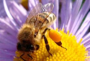 пчела собирает цветочную пыльцу