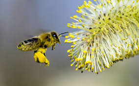 пчела, процесс опыления 