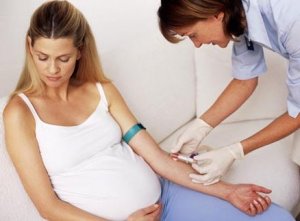 Развитие и функции желтого тела в яичнике при беременности