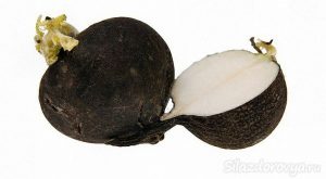 корнеплод черной редьки