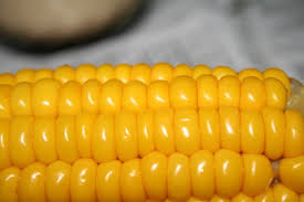 качан кукурузы